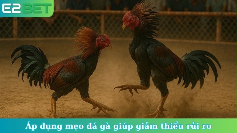 Áp dụng mẹo đá gà giúp giảm thiểu rủi ro