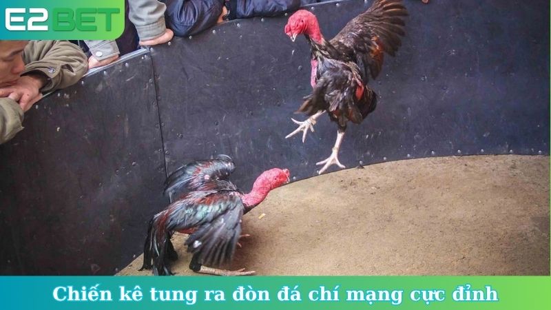Chiến kê tung ra đòn đá chí mạng cực đỉnh