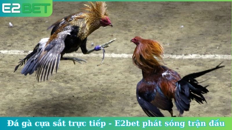 Đá gà cựa sắt trực tiếp