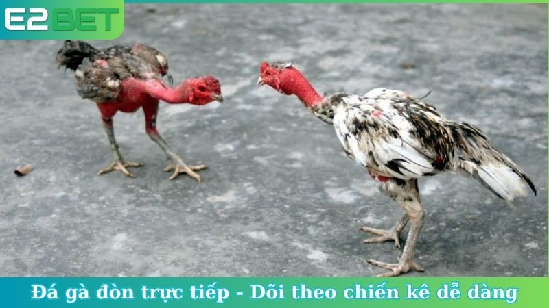 Đá gà đòn trực tiếp
