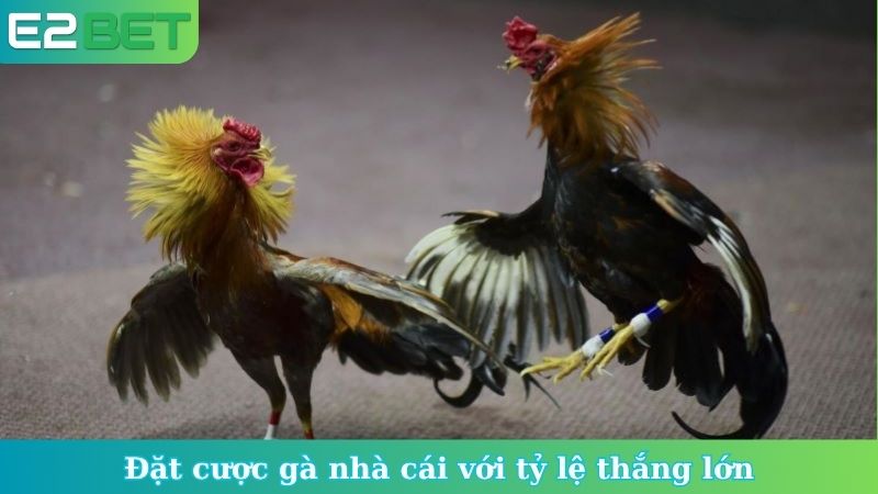 Đặt cược gà nhà cái với tỷ lệ thắng lớn