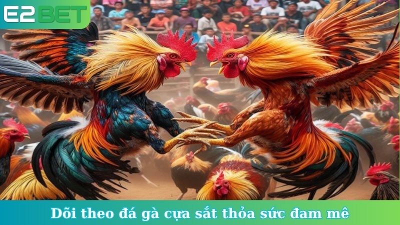 Dõi theo đá gà cựa sắt thỏa sức đam mê