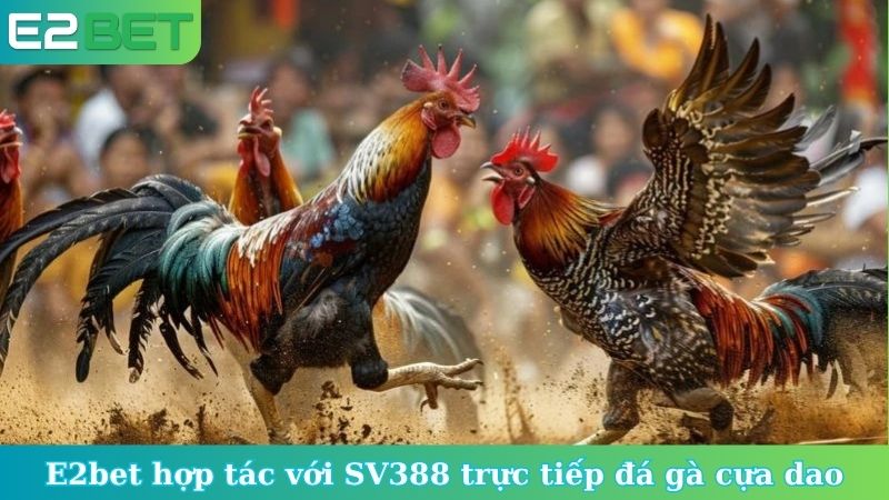 E2bet hợp tác với SV388 trực tiếp đá gà cựa dao