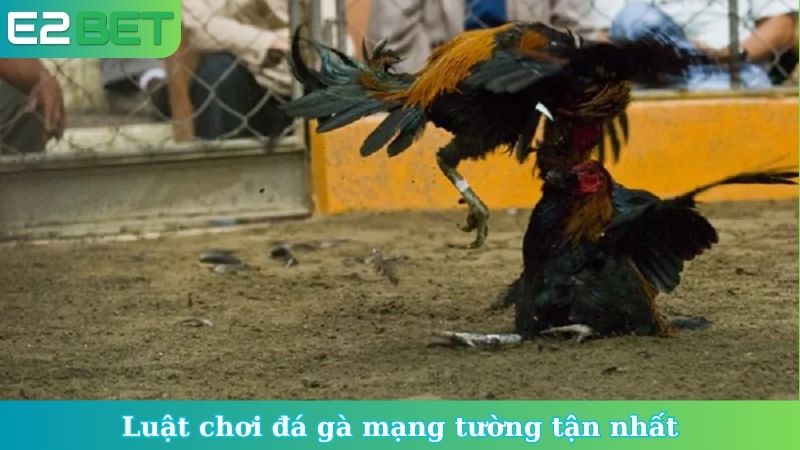 Luật chơi đá gà mạng tường tận nhất