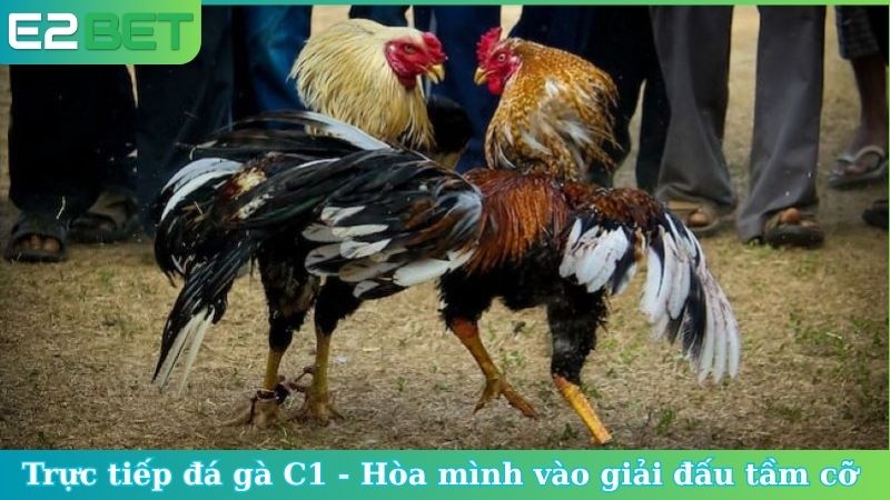 Trực tiếp đá gà C1