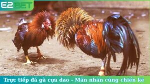 Trực tiếp đá gà cựa dao