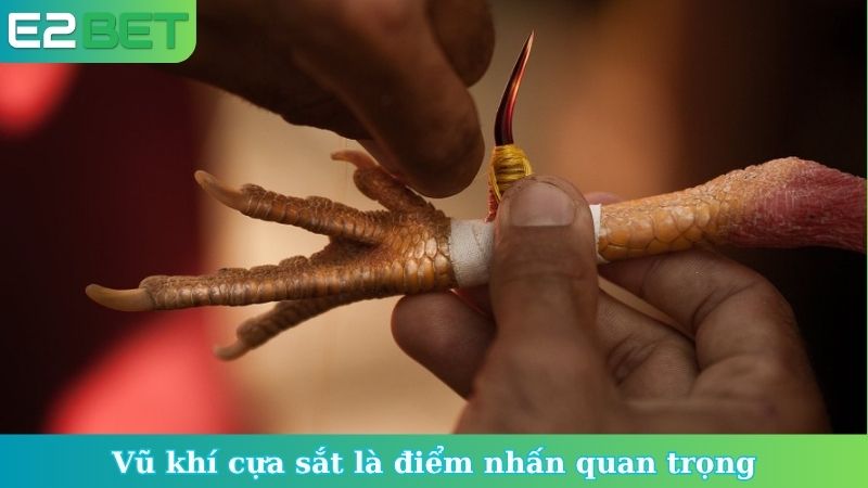 Vũ khí cựa sắt là điểm nhấn quan trọng